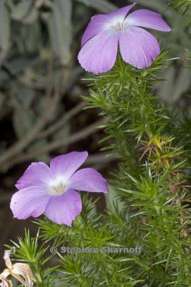 linanthus californicus 1 graphic